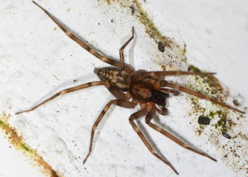 Réf. 274 665 : Liocranum rupicola